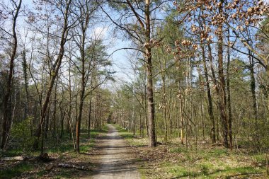 Berlin bahar ormanlarında bir patika. Berlin, Almanya   