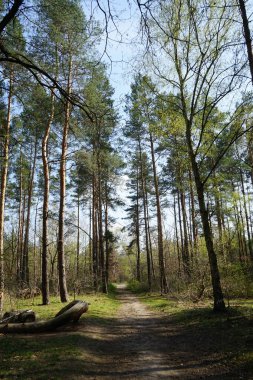 Berlin bahar ormanlarında bir patika. Berlin, Almanya   