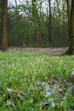 Nisan ayında Berlin Ormanı 'nda Allium paradoksu. Allium paradoksu, Amaryllis familyasından Asya kökenli bir soğan türüdür. Berlin, Almanya 