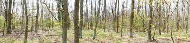 Fotoğraf panoraması. Baharda güzel bir Berlin ormanı. Berlin, Almanya  
