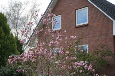 Koyu pembe Magnolia Nisan ayında bahçede çiçek açar. Berlin, Almanya 