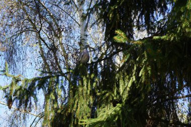 Columba Palumbus baharda kozalaklı bir dalda oturur. Kolomb palumbus güvercini güvercin ve güvercin familyasının büyük bir türüdür. Berlin, Almanya