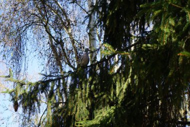 Columba Palumbus baharda kozalaklı bir dalda oturur. Kolomb palumbus güvercini güvercin ve güvercin familyasının büyük bir türüdür. Berlin, Almanya