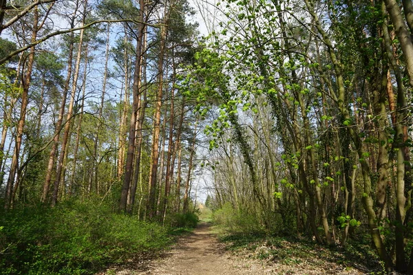 Trilho Floresta Primavera Berlim Berlim Alemanha Uma Trilha Floresta Primavera — Fotografia de Stock