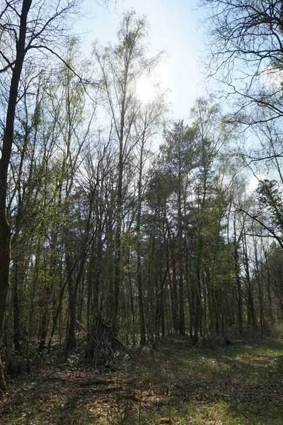 Vacker Berlinskog Våren Berlin Tyskland — Stockfoto