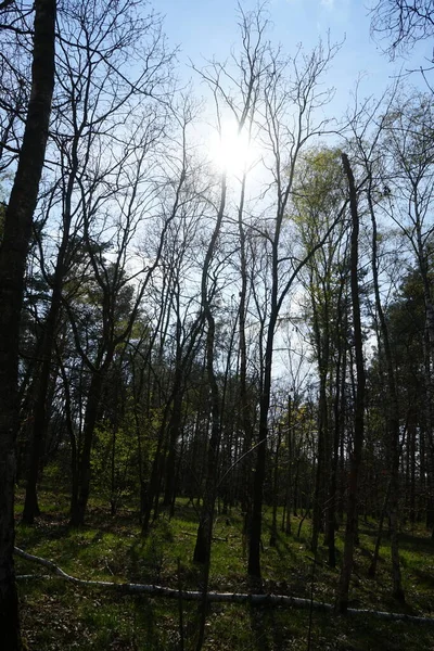 Hermoso Bosque Berlín Primavera Berlín Alemania —  Fotos de Stock