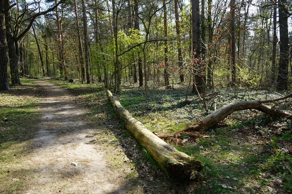 Een Pad Het Voorjaarsbos Van Berlijn Berlijn Duitsland — Stockfoto