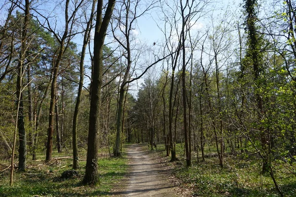 Een Pad Het Voorjaarsbos Van Berlijn Berlijn Duitsland — Stockfoto