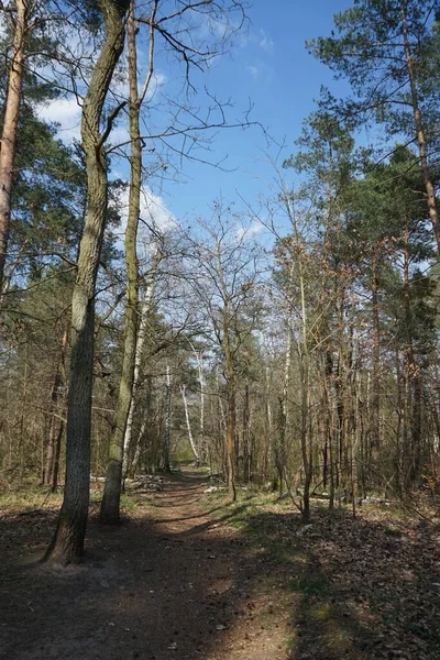 Een Pad Het Voorjaarsbos Van Berlijn Berlijn Duitsland — Stockfoto