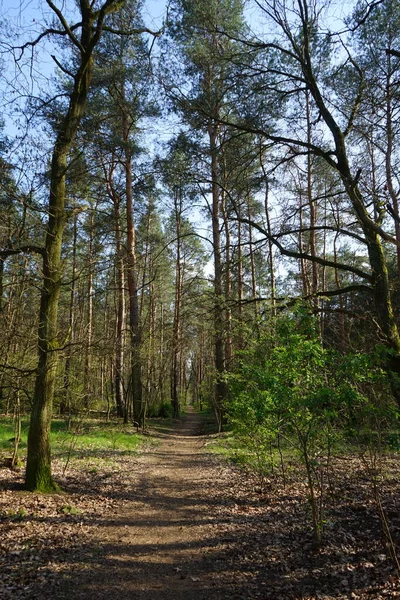 Berlin Bahar Ormanlarında Bir Patika Berlin Almanya — Stok fotoğraf