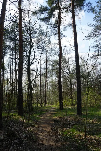 Egy Ösvény Berlini Tavaszi Erdőben Berlin Németország — Stock Fotó