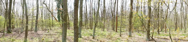 Fotoğraf panoraması. Baharda güzel bir Berlin ormanı. Berlin, Almanya  