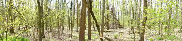 Panorama Photo Belle Forêt Berlinoise Printemps Berlin Allemagne — Photo