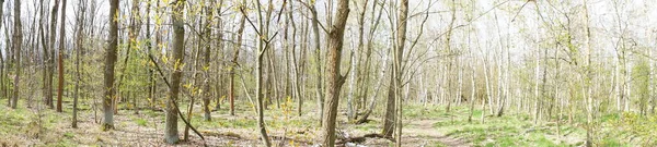 Fotopanorama Schöner Berliner Wald Frühling Berlin Deutschland — Stockfoto