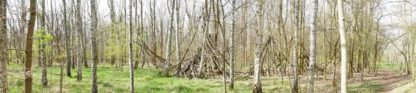 Fotoğraf panoraması. Baharda güzel bir Berlin ormanı. Berlin, Almanya  