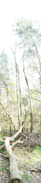 Photo Panorama Beautiful Berlin Forest Spring Berlin Germany — Stock Photo, Image