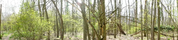 Fotoğraf panoraması. Baharda güzel bir Berlin ormanı. Berlin, Almanya  