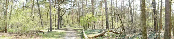 Panorama Fotográfico Bela Floresta Berlim Primavera Berlim Alemanha — Fotografia de Stock