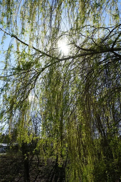Солнце Светит Сквозь Ветви Ивы Берлин Германия — стоковое фото