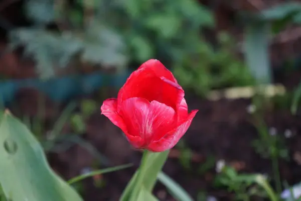 Красивый Красный Тюльпан Саду Апреле Берлин Германия — стоковое фото