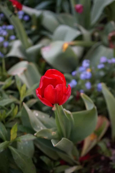 Красивый Красный Тюльпан Саду Апреле Берлин Германия — стоковое фото
