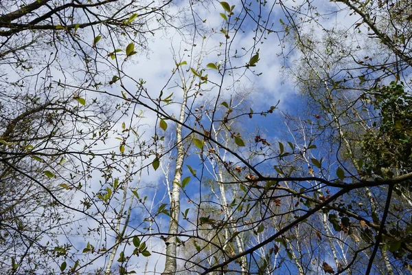 森の中の白樺の木 ドイツ ベルリン — ストック写真