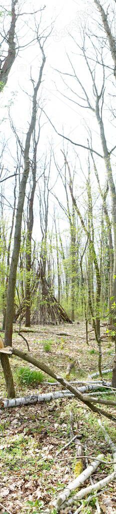 Photo panorama. Beautiful Berlin forest in spring. Berlin, Germany  