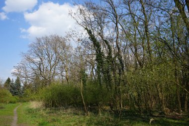 Berlin bahar ormanlarında bir patika. Berlin, Almanya    