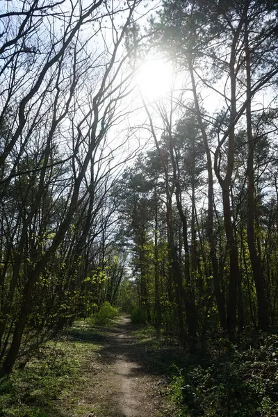 Een Pad Het Voorjaarsbos Van Berlijn Berlijn Duitsland — Stockfoto