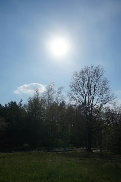 Soleil Dans Ciel Bleu Dessus Des Arbres Berlin Allemagne — Photo