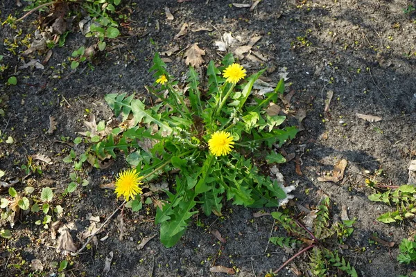 Taraxacum Género Plantas Con Flores Perteneciente Familia Asteraceae Berlín Alemania — Foto de Stock