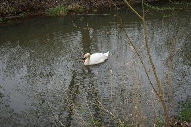Mayıs ayında Wuhle Nehri 'nde bir kuğu yüzer. Marzahn-Hellersdorf, Berlin, Almanya 