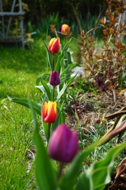 Mayısta bahçede açan laleler. Berlin, Almanya 