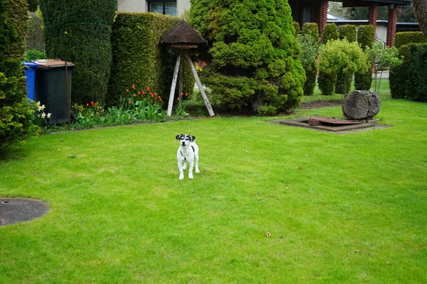 Perro Césped Verde Marzahn Hellersdorf Berlín Alemania — Foto de Stock