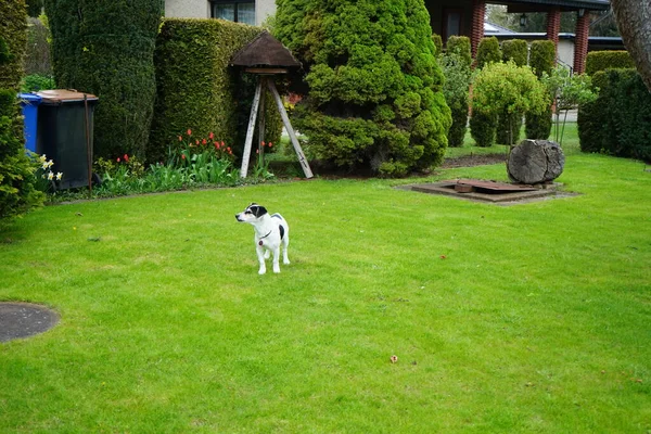 緑の芝生の上の犬 ドイツ ベルリンのマルザーン ヘルサードルフ — ストック写真