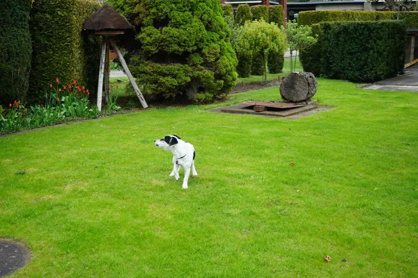 The dog on the green lawn. Marzahn-Hellersdorf, Berlin, Germany