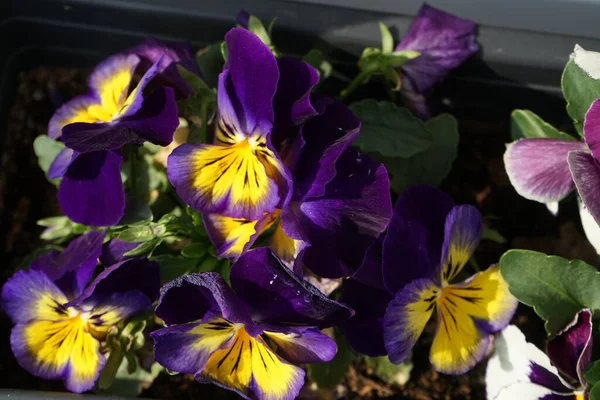 Pansies in a flower box on the windowsill. Berlin, Germany