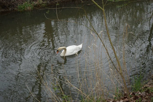 Een Zwaan Drijft Mei Rivier Wuhle Marzahn Hellersdorf Berlijn Duitsland — Stockfoto