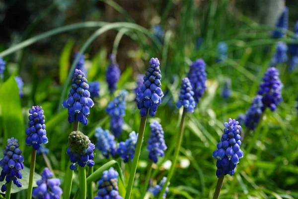 Muscari Armeniacum Zahradě Květnu Berlín Německo — Stock fotografie