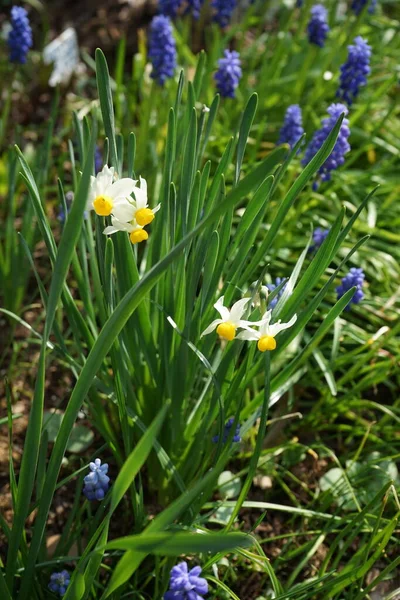 Miniaturní Narcisy Minnow Pozadí Muscari Armeniacum Zahradě Květnu Berlín Německo — Stock fotografie