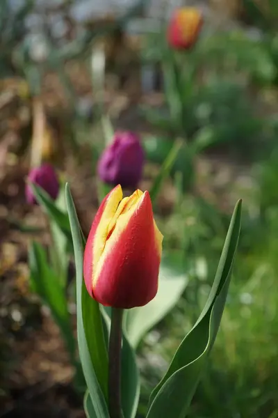 Двухцветный Красно Желтый Тюльпан Саду Весной Берлин Германия — стоковое фото