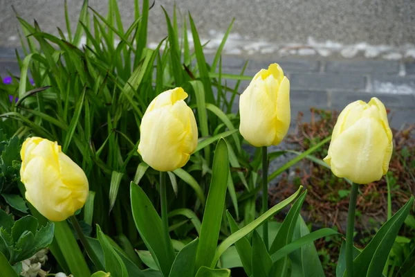 Tulipanes Amarillos Jardín Primavera Berlín Alemania —  Fotos de Stock