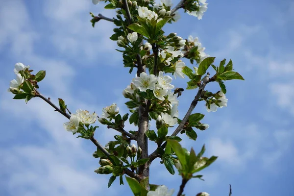 春には蜂が円柱状の梨の花を飛び越える ドイツ ベルリン — ストック写真
