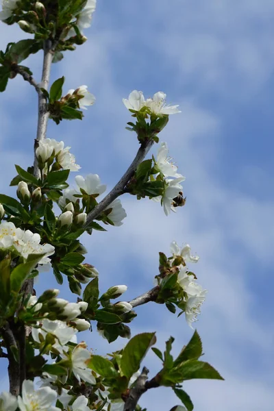 Bee Flies Flowers Columnar Pear Spring Berlin Germany — Stock Photo, Image