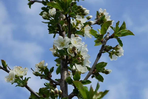 春には蜂が円柱状の梨の花を飛び越える ドイツ ベルリン — ストック写真