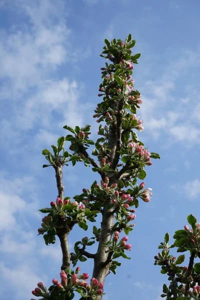 Blooming Columnar Apple Tree May Berlin Germany — Stock Photo, Image