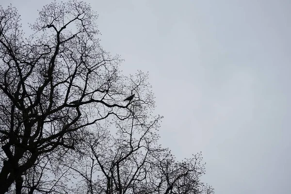 空を背景に鳥のいる木の枝 ドイツ ベルリンのマルザーン ヘルサードルフ — ストック写真