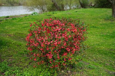 Chaenomeles speciosa, ayva (