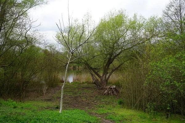 Pohled Jezero Wuhlesee Jaře Května Marzahn Hellersdorf Berlín Německo — Stock fotografie