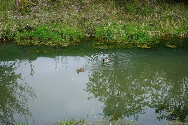 Female Male Mallard Ducks Wuhle River May Berlin Germany — Stock Photo, Image
